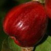 frenchcashew